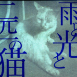 雨と光と二匹の猫